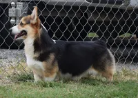 Kevin (Rain's Tan Collar Male), a male Pembroke Welsh Corgi for sale in Mulberry, KS – 6 of 8