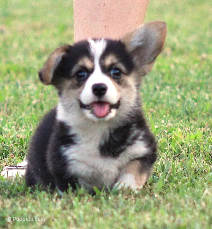 Becki  (Rain's Pink Collar Female) – Pembroke Welsh Corgi puppy for sale in Mulberry, KS