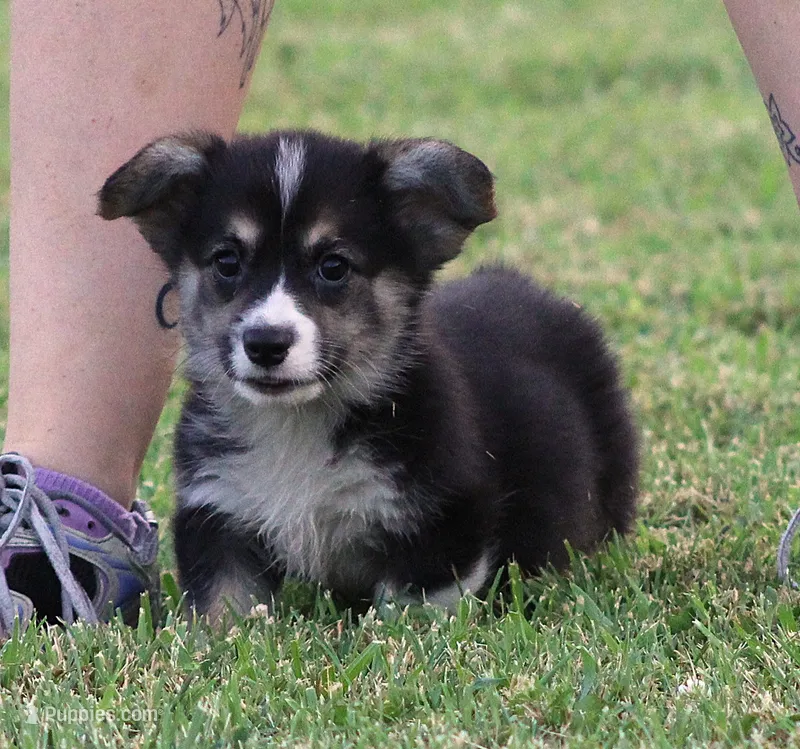 Brittani (Rain's Orange Collar Female) – Pembroke Welsh Corgi puppy for sale in Mulberry, KS