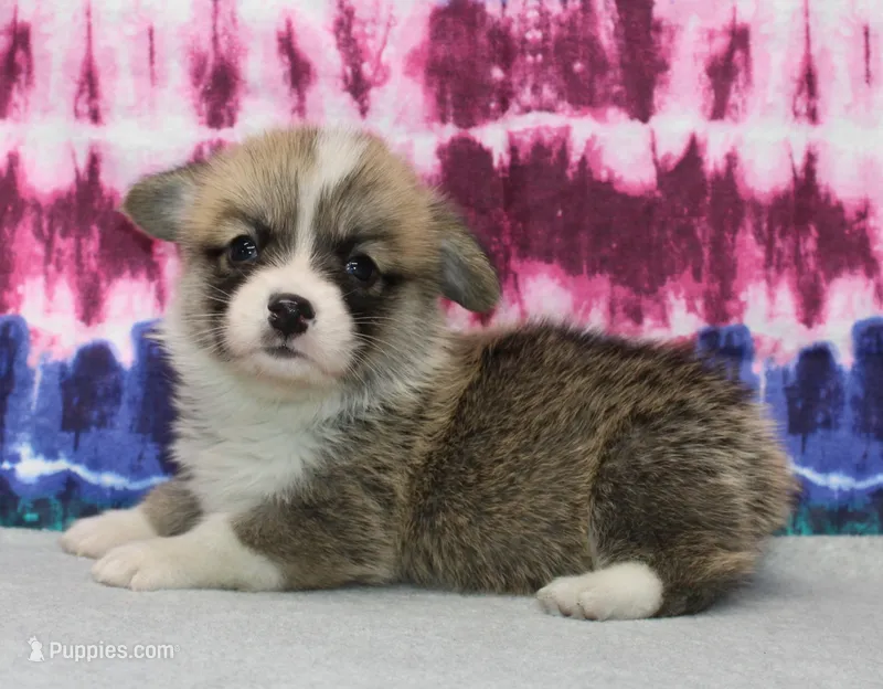 Brad (Rain's Brown Collar Male) – Pembroke Welsh Corgi puppy for sale in Mulberry, KS