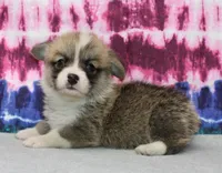Brad (Rain's Brown Collar Male), a male Pembroke Welsh Corgi for sale in Mulberry, KS – 1 of 9