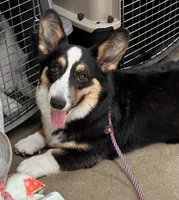 Birdie, a female Cardigan Welsh Corgi for sale in Mulberry, KS – 8 of 8
