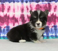 Brittani (Rain's Orange Collar Female), a female Pembroke Welsh Corgi for sale in Mulberry, KS – 8 of 9