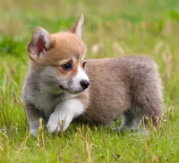 Brady (Stella's Blue Male), a male Pembroke Welsh Corgi for sale in Mulberry, KS – 6 of 9