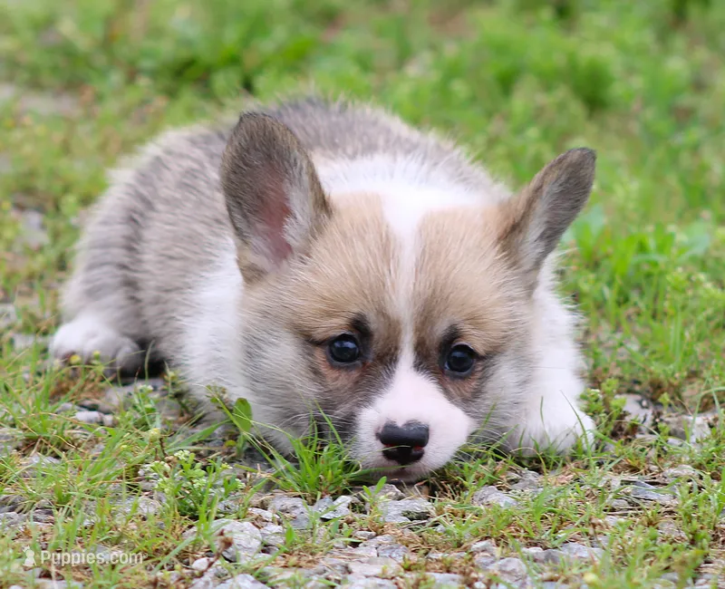 Yasmin (Butter's Yellow F) – Pembroke Welsh Corgi puppy for sale in Mulberry, KS