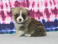 Dave (Rain's Black Collar Male), a male Pembroke Welsh Corgi for sale in Mulberry, KS – 3 of 8
