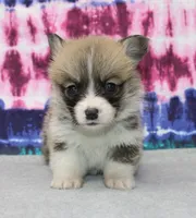 Kevin (Rain's Tan Collar Male), a male Pembroke Welsh Corgi for sale in Mulberry, KS – 2 of 8