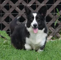 Aero , a male Cardigan Welsh Corgi for sale in Mulberry, KS – 7 of 10