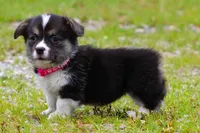 Princess (Butter's Pink F), a female Pembroke Welsh Corgi for sale in Mulberry, KS – 3 of 8