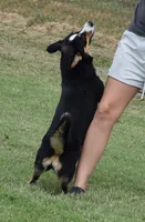 Stevie , a female Cardigan Welsh Corgi for sale in Mulberry, KS – 3 of 4