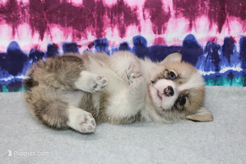 Kernel (Rain's Lime Collar Male) – Pembroke Welsh Corgi puppy for sale in Mulberry, KS