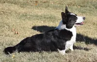 Aero , a male Cardigan Welsh Corgi for sale in Mulberry, KS – 8 of 10