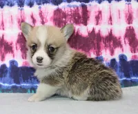 Kernel (Rain's Lime Collar Male), a male Pembroke Welsh Corgi for sale in Mulberry, KS – 5 of 8