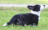Riddle, a male Cardigan Welsh Corgi for sale in Mulberry, KS – 4 of 4