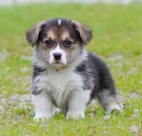 Graham Butter's Green M), a male Pembroke Welsh Corgi for sale in Mulberry, KS – 3 of 7