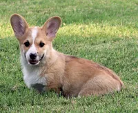 (Crouton)  Triple Clear OFA Parents, a male Pembroke Welsh Corgi for sale in Mulberry, KS – 3 of 8