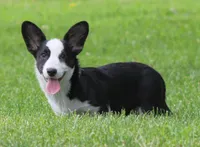 Marigold, a female Cardigan Welsh Corgi for sale in Mulberry, KS – 4 of 9