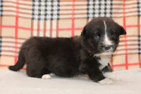 Birdie, a female Cardigan Welsh Corgi for sale in Mulberry, KS – 5 of 8