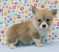 Bella (Stella's Pink F), a female Pembroke Welsh Corgi for sale in Mulberry, KS – 4 of 5
