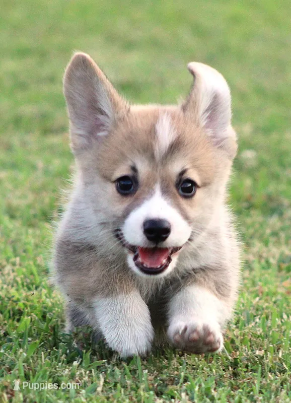 Brad (Rain's Brown Collar Male) – Pembroke Welsh Corgi puppy for sale in Mulberry, KS