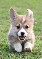 Brad (Rain's Brown Collar Male), a male Pembroke Welsh Corgi for sale in Mulberry, KS – 1 of 10