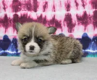 Kevin (Rain's Tan Collar Male), a male Pembroke Welsh Corgi for sale in Mulberry, KS – 3 of 8