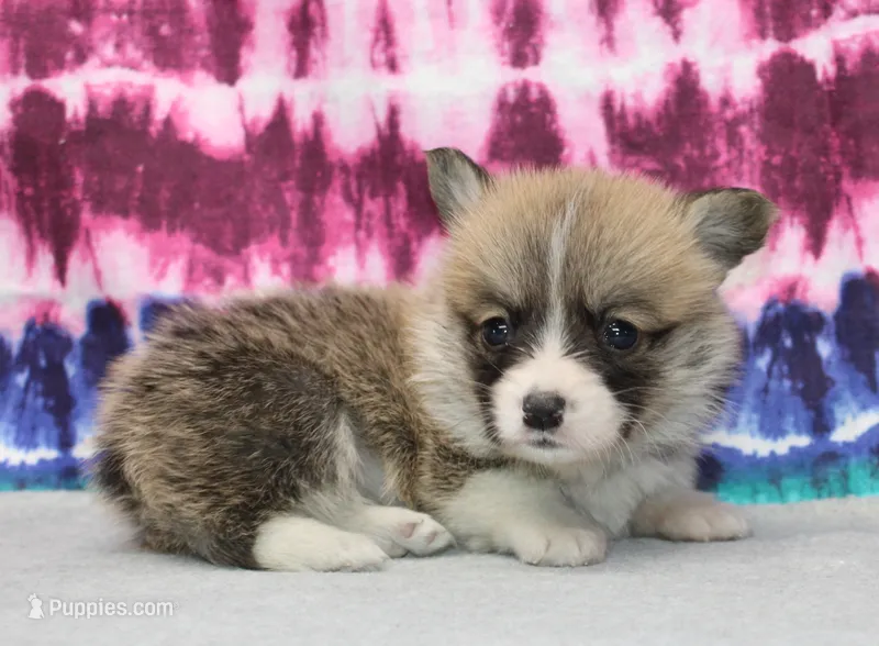 Kevin (Rain's Tan Collar Male) – Pembroke Welsh Corgi puppy for sale in Mulberry, KS
