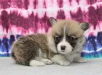 Kevin (Rain's Tan Collar Male), a male Pembroke Welsh Corgi for sale in Mulberry, KS – 1 of 8