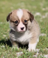 Crouton (Nutmeg's Black Collar Male), a male Pembroke Welsh Corgi for sale in Mulberry, KS – 7 of 9