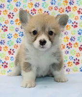 Bella (Stella's Pink F), a female Pembroke Welsh Corgi for sale in Mulberry, KS – 1 of 5