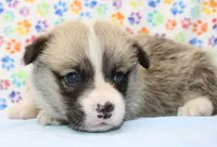 Yasmin (Butter's Yellow F), a female Pembroke Welsh Corgi for sale in Mulberry, KS – 4 of 5