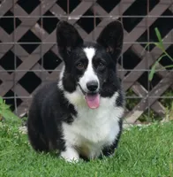 Buddy, a male Cardigan Welsh Corgi for sale in Mulberry, KS – 8 of 9