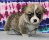 Brad (Rain's Brown Collar Male), a male Pembroke Welsh Corgi for sale in Mulberry, KS – 8 of 9