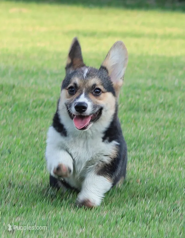 Princess (Butter's Pink F) – Pembroke Welsh Corgi puppy for sale in Mulberry, KS