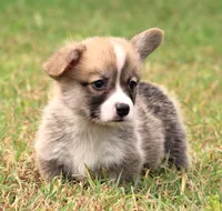 Brad (Rain's Brown Collar Male), a male Pembroke Welsh Corgi for sale in Mulberry, KS – 5 of 10
