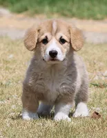 Brad (Rain's Brown Collar Male), a male Pembroke Welsh Corgi for sale in Mulberry, KS – 1 of 10