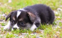 Princess (Butter's Pink F), a female Pembroke Welsh Corgi for sale in Mulberry, KS – 4 of 8