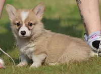 Biscuit (Nutmeg's Green Male) , a male Pembroke Welsh Corgi for sale in Mulberry, KS – 8 of 10