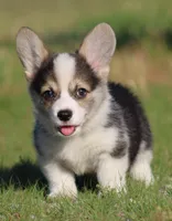 Bear (Blue Collar Male), a male Pembroke Welsh Corgi for sale in Mulberry, KS – 5 of 7