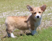 Winnie, a female Pembroke Welsh Corgi for sale in Mulberry, KS – 1 of 3