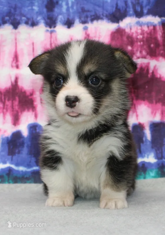 Becki  (Rain's Pink Collar Female) – Pembroke Welsh Corgi puppy for sale in Mulberry, KS