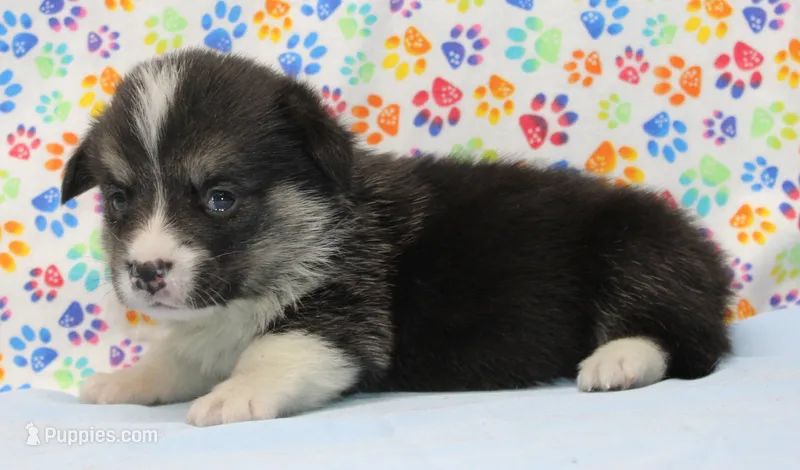 Princess (Butter's Pink F) – Pembroke Welsh Corgi puppy for sale in Mulberry, KS