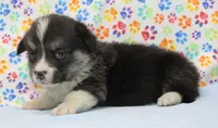 Princess (Butter's Pink F), a female Pembroke Welsh Corgi for sale in Mulberry, KS – 1 of 3