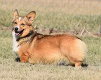 Crouton (Nutmeg's Black Collar Male), a male Pembroke Welsh Corgi for sale in Mulberry, KS – 4 of 9