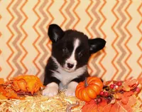 Buddy, a male Cardigan Welsh Corgi for sale in Mulberry, KS – 1 of 9