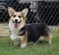 Brittani (Rain's Orange Collar Female), a female Pembroke Welsh Corgi for sale in Mulberry, KS – 6 of 9