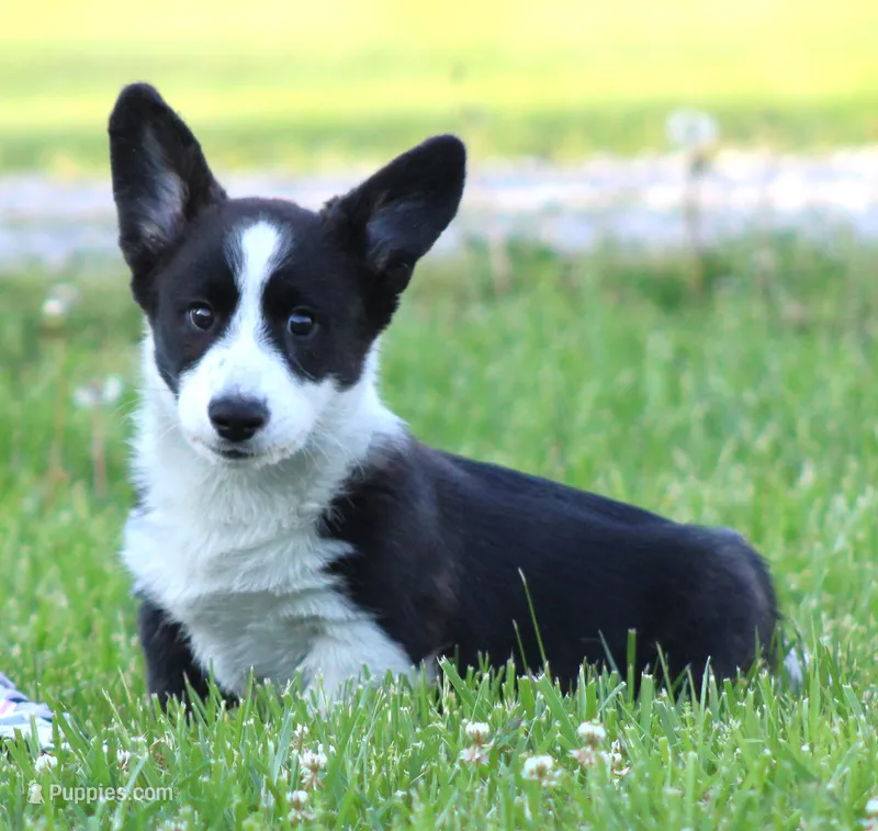 Riddle – Cardigan Welsh Corgi puppy for sale in Mulberry, KS