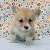 Blanche (Stella's Purple F), a female Pembroke Welsh Corgi for sale in Mulberry, KS – 4 of 4