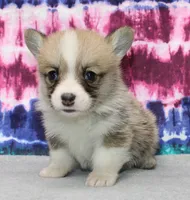 Kernel (Rain's Lime Collar Male), a male Pembroke Welsh Corgi for sale in Mulberry, KS – 6 of 8