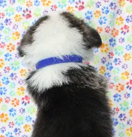 Bear (Blue Collar Male), a male Pembroke Welsh Corgi for sale in Mulberry, KS – 2 of 7